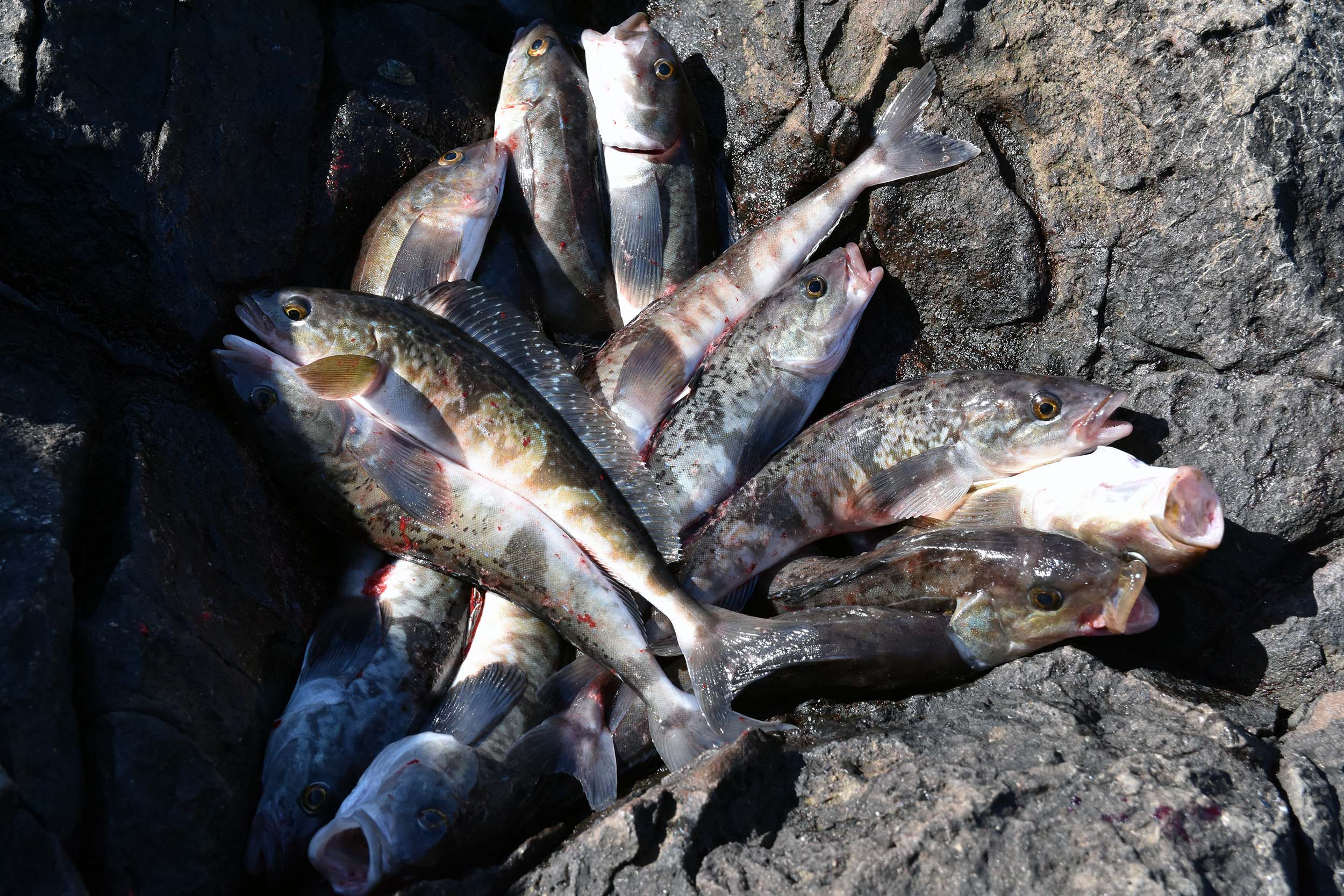 ●鮪ノ岬のホッケ